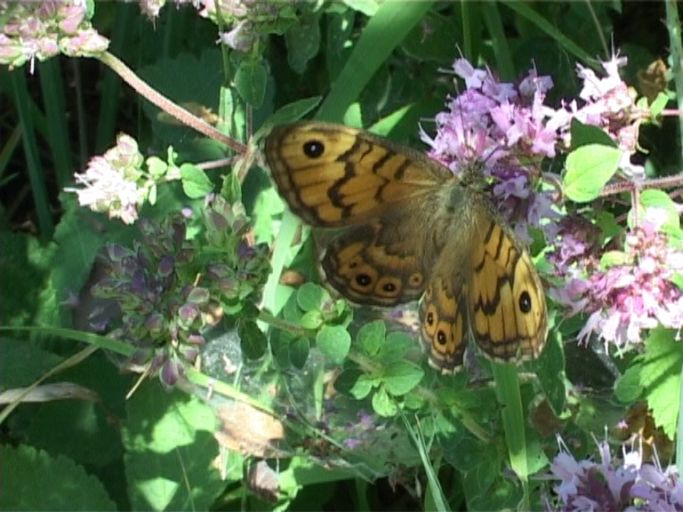 Mauerfuchs ( Lasiommata megera ) : Kaiserstuhl, 18.07.2006